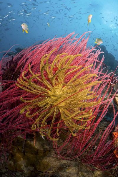 Indonesia, Pisang Islands Feather star crinoids